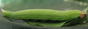 Mycalesis perseus perseus - Final Larvae